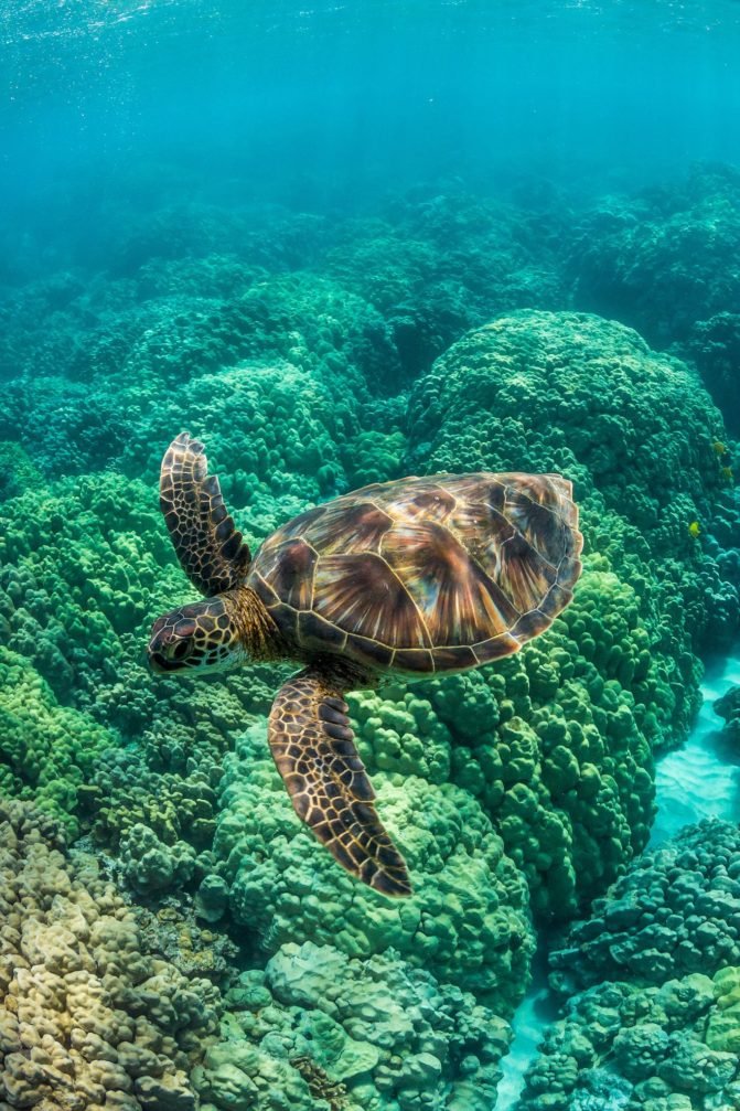 Hawaiian Green Sea Turtle
