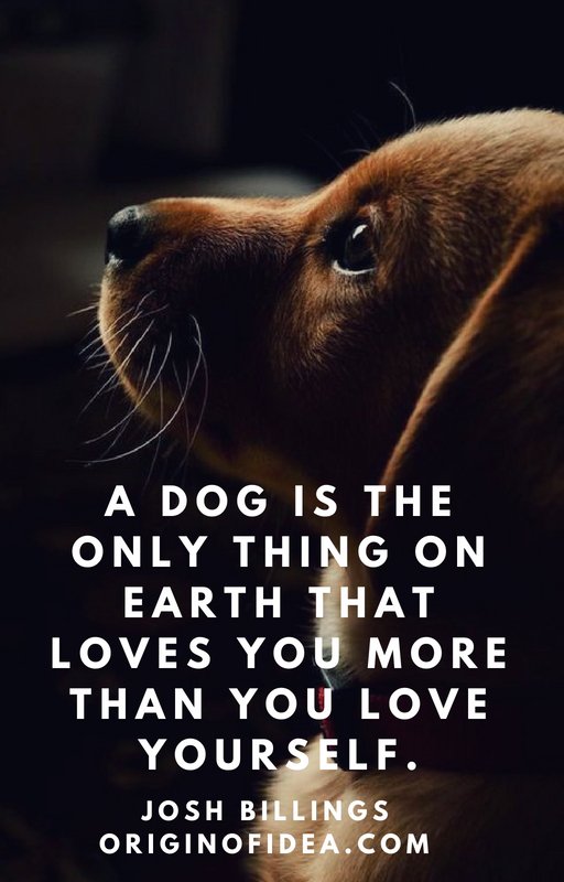 Love Quotes - A dog is the only thing on earth that loves you more than you love yourself.