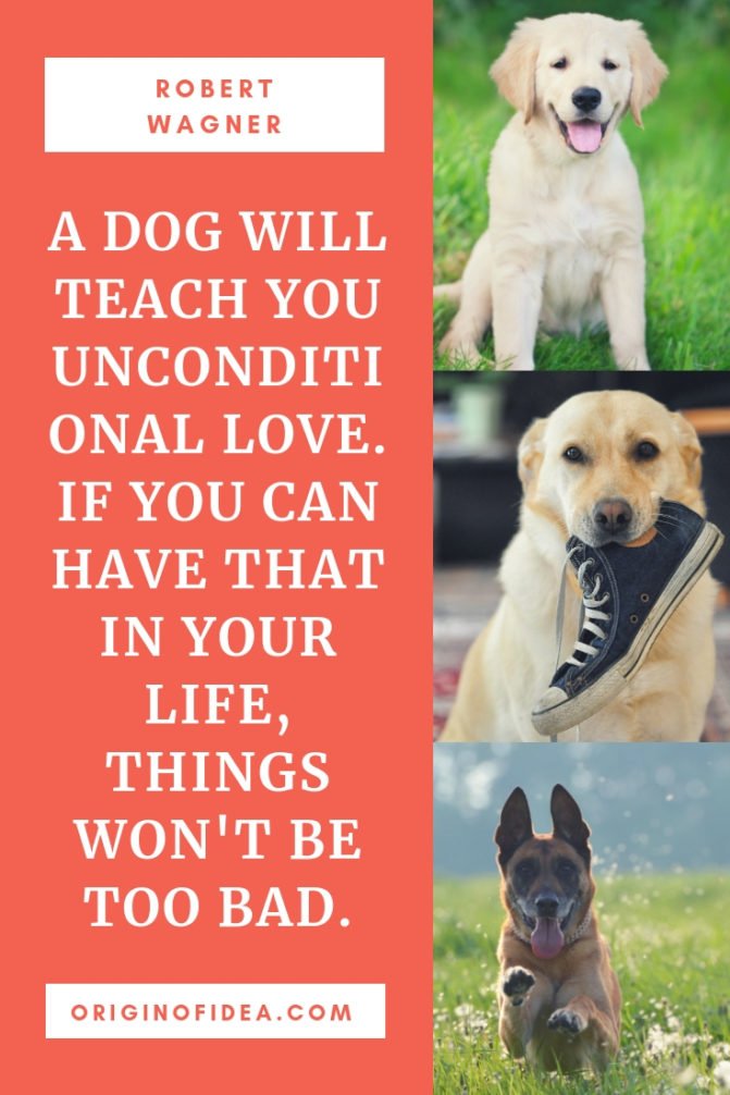 Love Quotes - A dog will teach you unconditional love. If you can have that in your life, things won't be too bad.