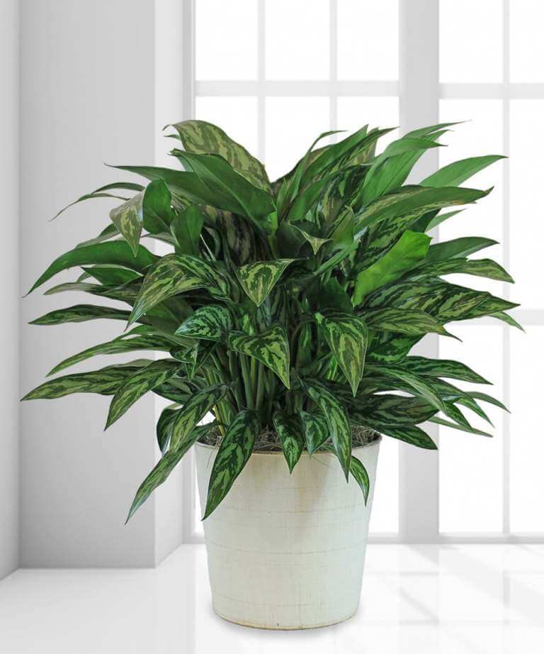 Chinese Evergreen Best Indoor Plant