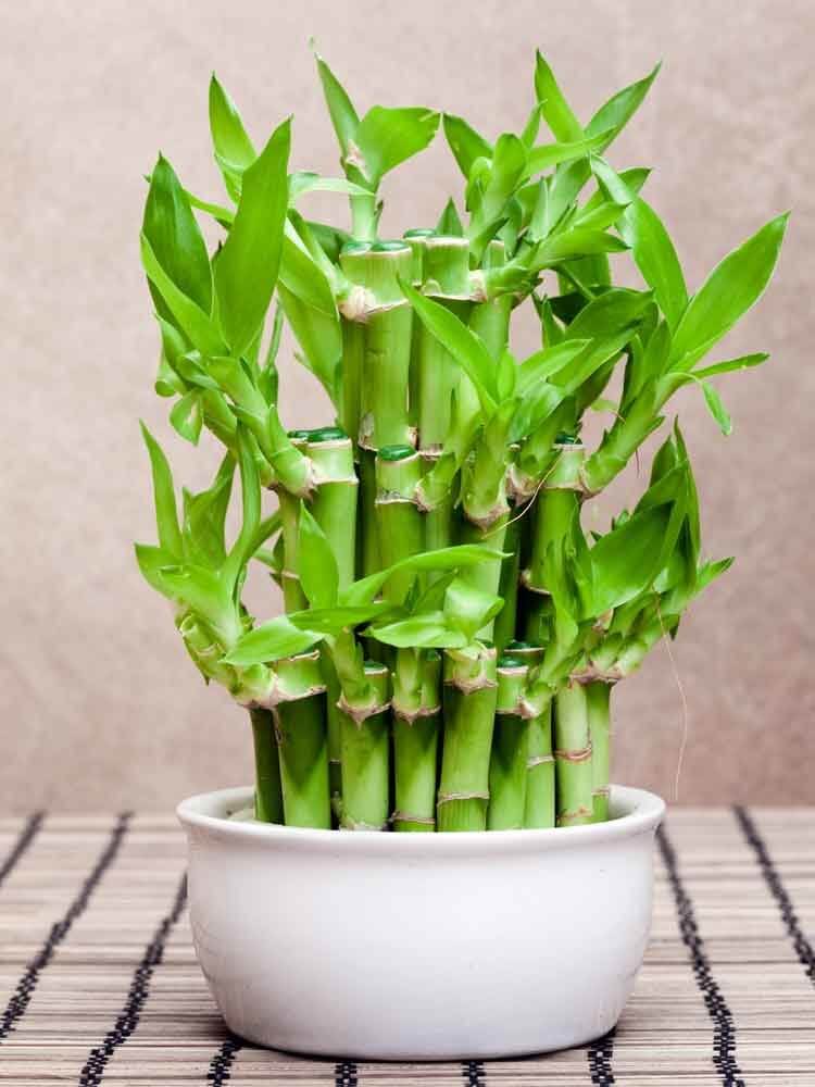 Chinese Water Bamboo Plant