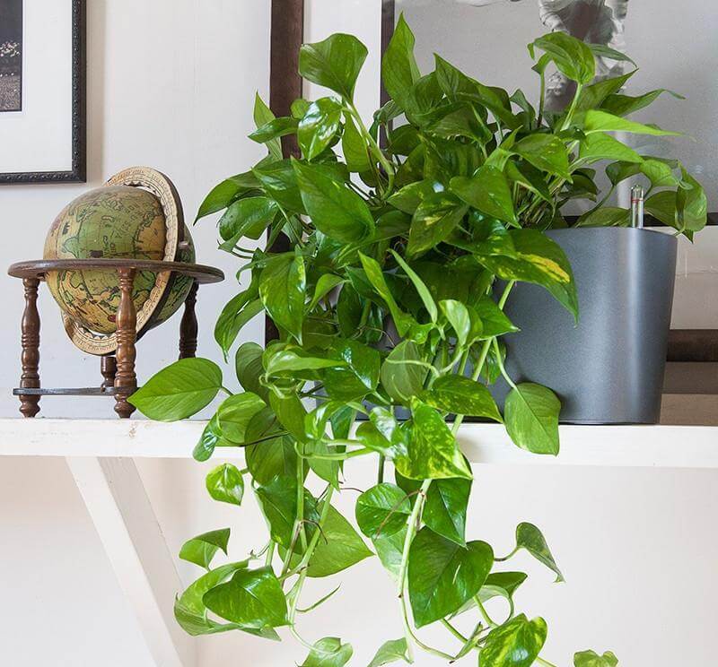 Hanging Potted Pothos Plant