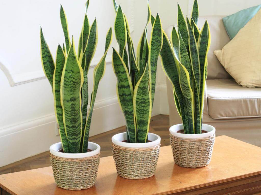 Snake Plant As Indoor Plant