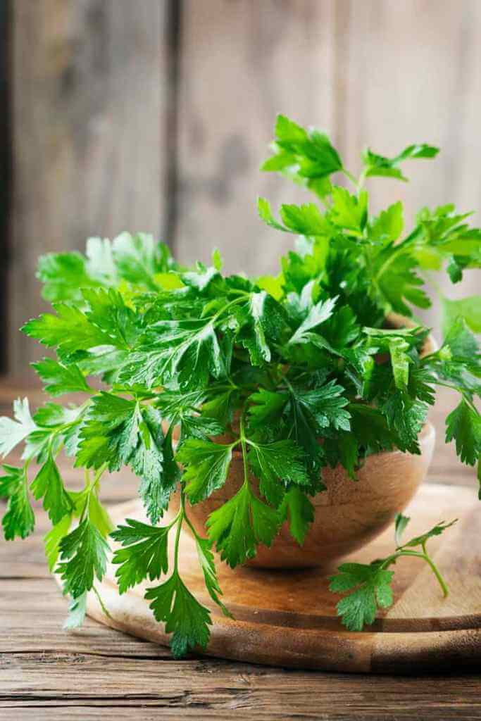 Parsley Grows Quickly