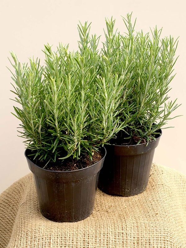 Rosemary Is Easy To Grow