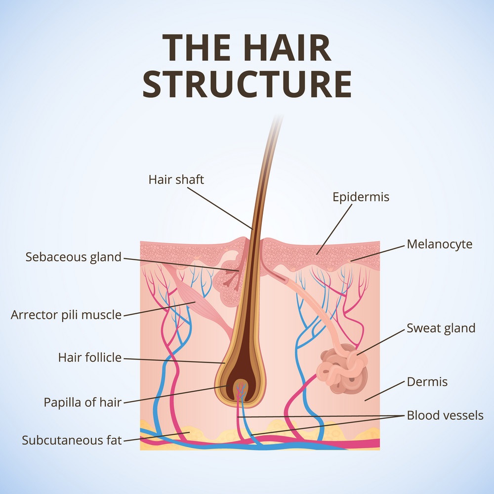 structure of hair follicle