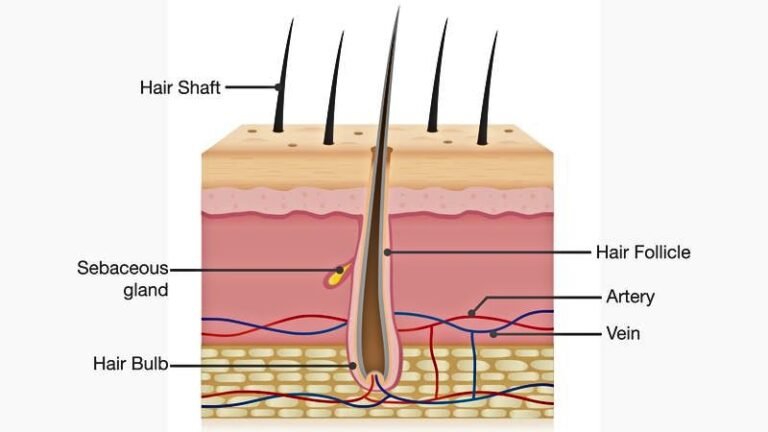 What is Hair? All About Hair Types, Structure, and Condition - Origin ...